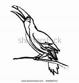 Pantanal Bird Toucan Brazil Designlooter sketch template