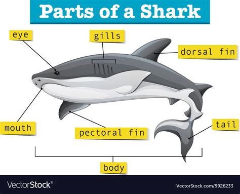 parts   shark diagram