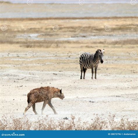 hyena  zebra stock photo image  predators crocuta