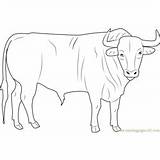 Bull Coloringpages101 sketch template