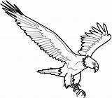 Aigle Sketsa Aquila Aguila Burung Aguilas Colorear Aquile Disegno Animali Elang Hantu águila Album Mafaldas Prodigue Coloriages Garuda Merak Coloriageetdessins sketch template