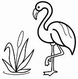 Flamingo Flamant Fenicottero Pres Flamingos Imprimer Ausdrucken sketch template