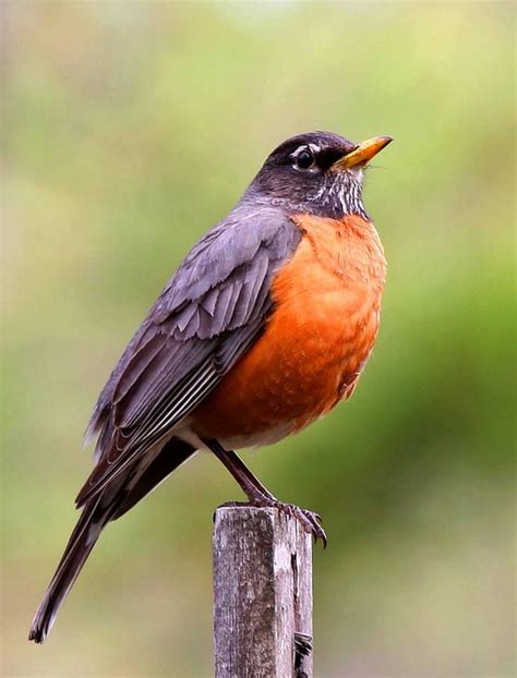 robin red breast michigans state bird    harbinger  spring beautiful birds