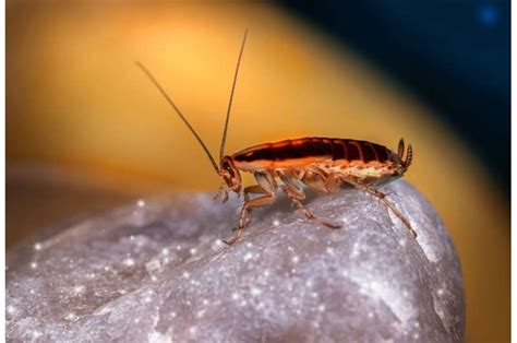 Want To Reduce Cockroach Sex Block An Enzyme
