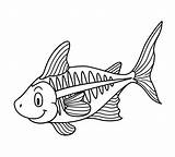 Fish Ray Coloring Cartoon Illustration Cartoons Illustrations Vector Kids Education Pre Animal School Stock Xray sketch template