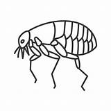 Flea Parasite Vector Bug Clip Icon Animal Outline Pest Bloodsucker Insect Illustrations Similar Iconfinder sketch template