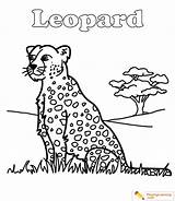Coloring Cheetah Writing Playinglearning sketch template