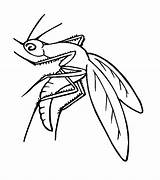 Mosquito Coloring Pages Printable Kids Color Bestcoloringpagesforkids sketch template