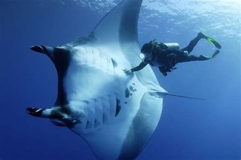 manta ray  giant   ocean costa rica dive  surf