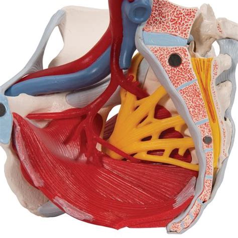 Anatomical Teaching Models Plastic Human Pelvic Models
