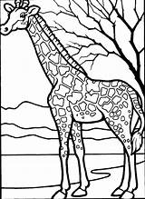 Giraffe Coloring Pages Tree Giraffes Drawings Head Colouring Drawing Animals Trending Days Last Animal Gif Color Kleurplaat sketch template