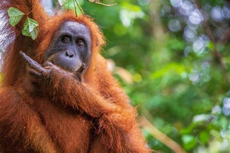 fleeting glimpses  indonesias endangered orangutans   york times