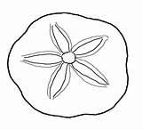 Sand Dollar Coloring Clipart Pages Sea Shell Seashells Clam Printable Clip Drawing Dollars Cliparts Shells Drawings Seashell Outline Template Life sketch template