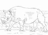 Rhino Coloring sketch template