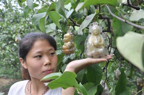 chinese orchard growing pears in the image of buddha