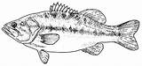 Largemouth Tocolor Realistic sketch template