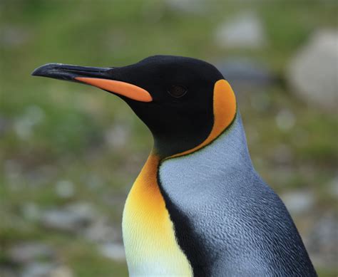 king penguin animal