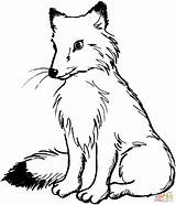 Coloring Pages Fox Red Foxes sketch template