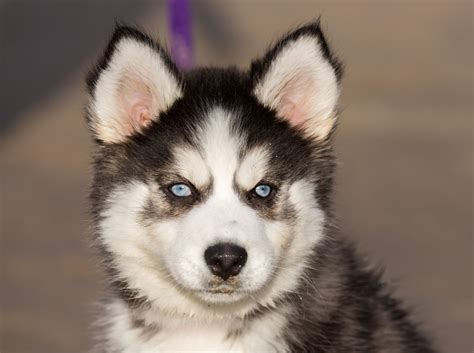 terrific facts  siberian husky puppies furry babies