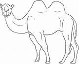 Colorat Camel Desene Animale Planse Salbatice Dessiner Fise Camile Mamifere Dragoart Conteaza Educatia Dromader Piramide Poze sketch template