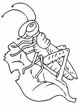 Sprinkhaan Heuschrecke Heuschrecken Grasshopper Malvorlage Sprinkhanen Grasshoppers Ausmalbild sketch template