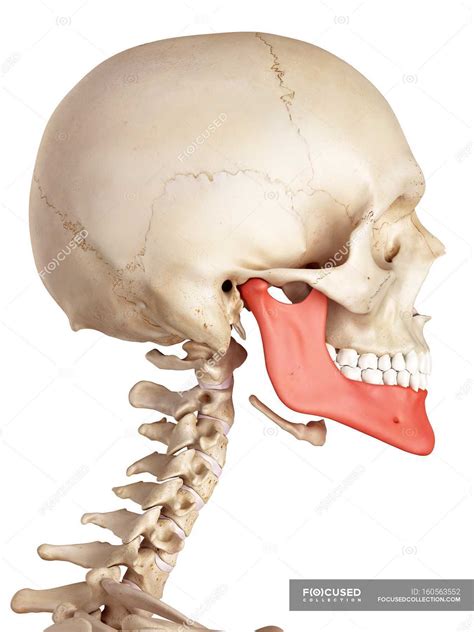 human jaw bone anatomy healthcare plain background stock photo