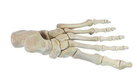 tarsal bones      foot