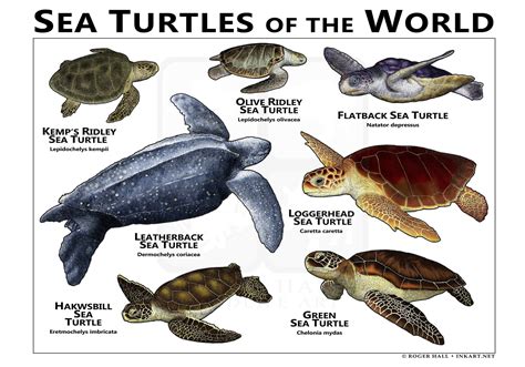 species  closest  sea turtles planetlovelifecom