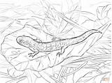 Coloring Salamander Pages Tiger Eastern Printable sketch template