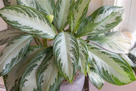 maintenance indoor plants