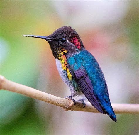 bee hummingbird fauna feeders