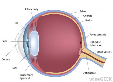 image result  physics eye diagram occhio umano occhi la vista