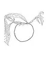 Nectarine Coloring Tree Cut sketch template