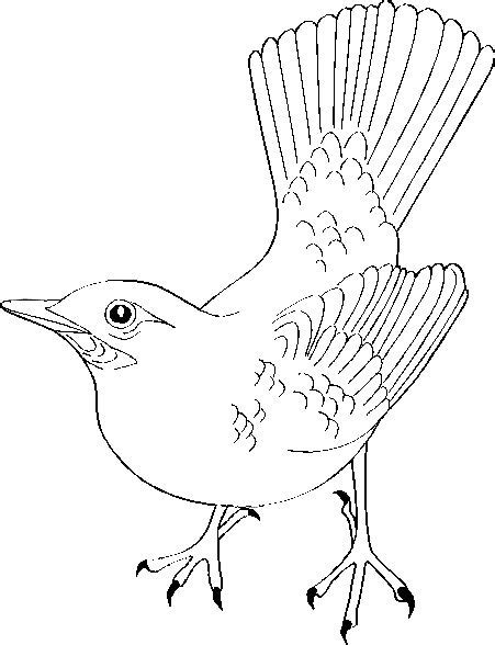 blue bird coloring page google search coloring pages  birds