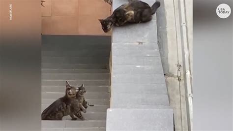 cats help stranded kitten back into group