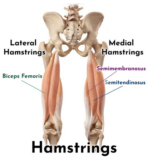hamstrings beginner easyflexibility