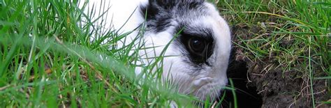 hiding rabbit welfare association and fund rwaf