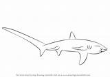 Shark Thresher Draw Drawing Sharks Step Drawingtutorials101 Learn Drawings Tutorials Tutorial sketch template