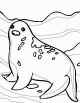 Arctic Polar Tundra Seals Coloringhome Floe Effortfulg Designlooter Eleanor sketch template