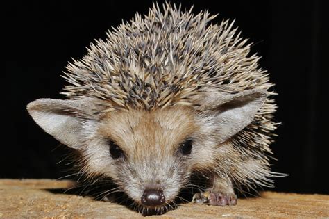 types  hedgehogs profile facts traits pet