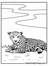 Jaguar Pages sketch template