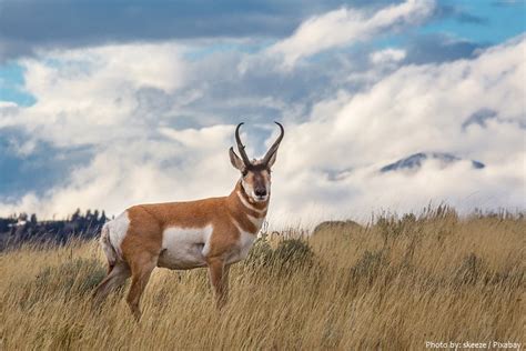 interesting facts  pronghorns  fun facts