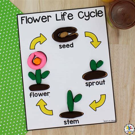 plant life cycle activities  kindergarten plant life cycle unit