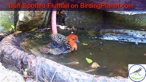 buff spotted flufftail bathing  drinking hd video birding planet