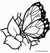 Delicate Resting Butterflies sketch template