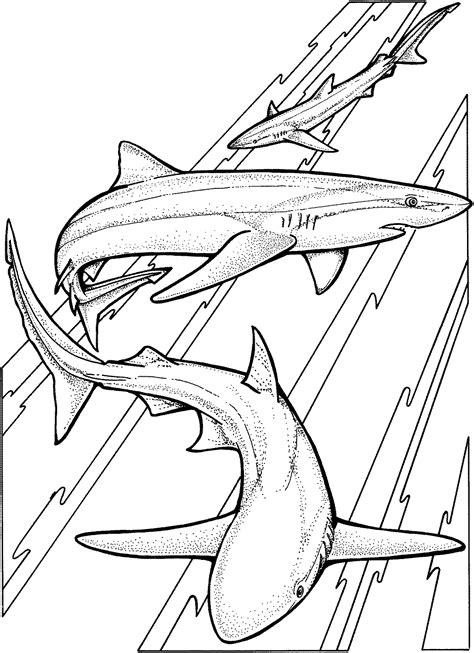 great white shark drawing  getdrawings