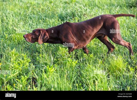 le chien de chasse brun  chien muscle  petit chien courant