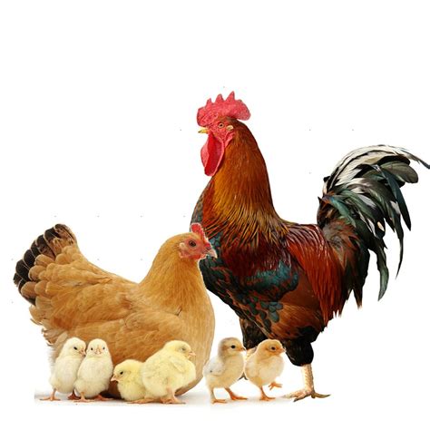 razas de gallinas productoras de carne noticias de carne