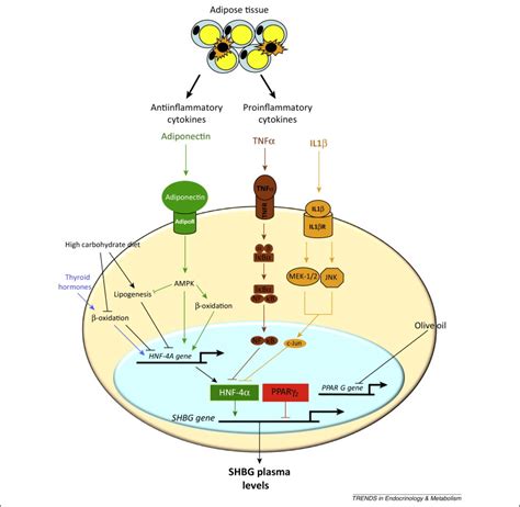 Novel Insights In Shbg Regulation And Clinical