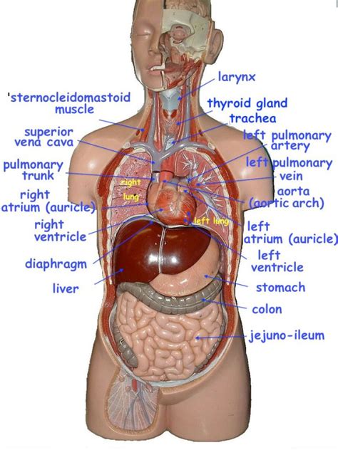 torso anatomy diagram preliminary training part  internal organ